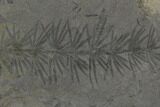 Fossil Pennsylvanian Horsetail (Asterophyllites) - France #114611-1